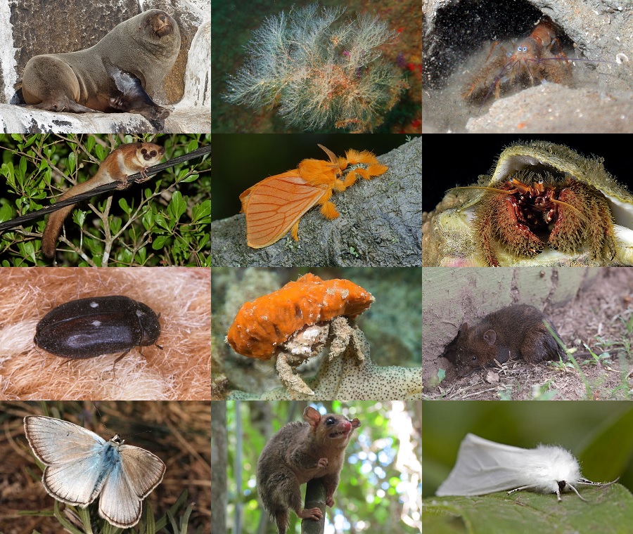 Find the Fur Animals Quiz - By alvir28