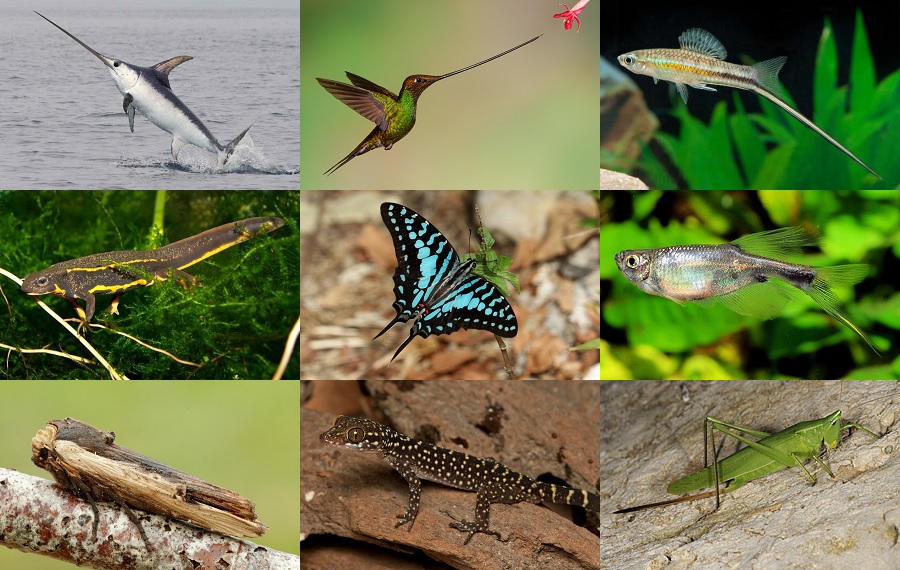 Find the Sword Animals Quiz - By alvir28