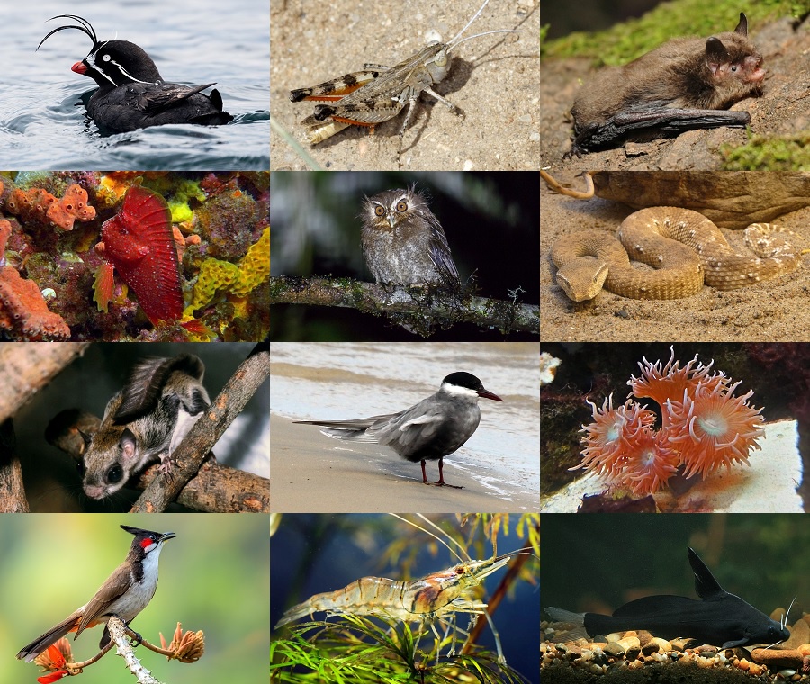 Find the Whisker Animals Quiz - By alvir28