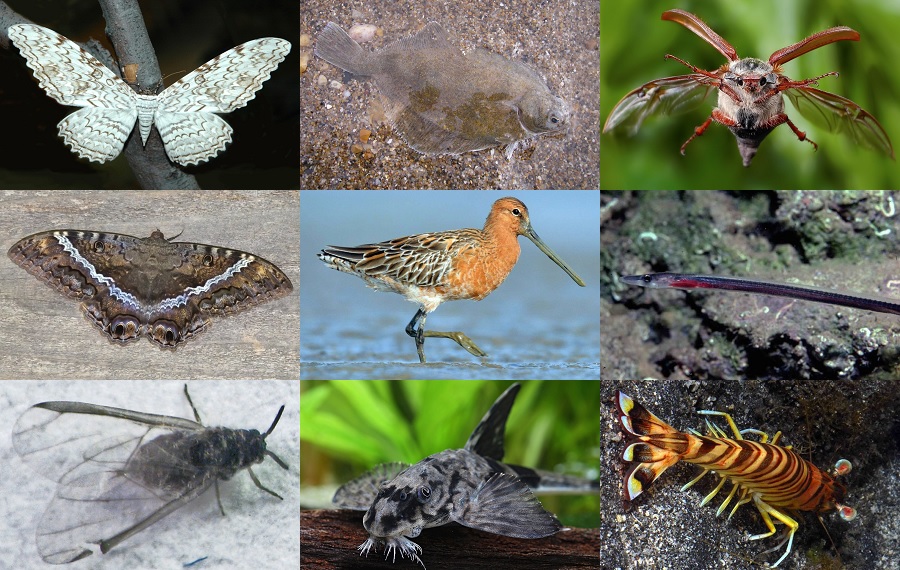Find the Witch Animals Quiz - By alvir28
