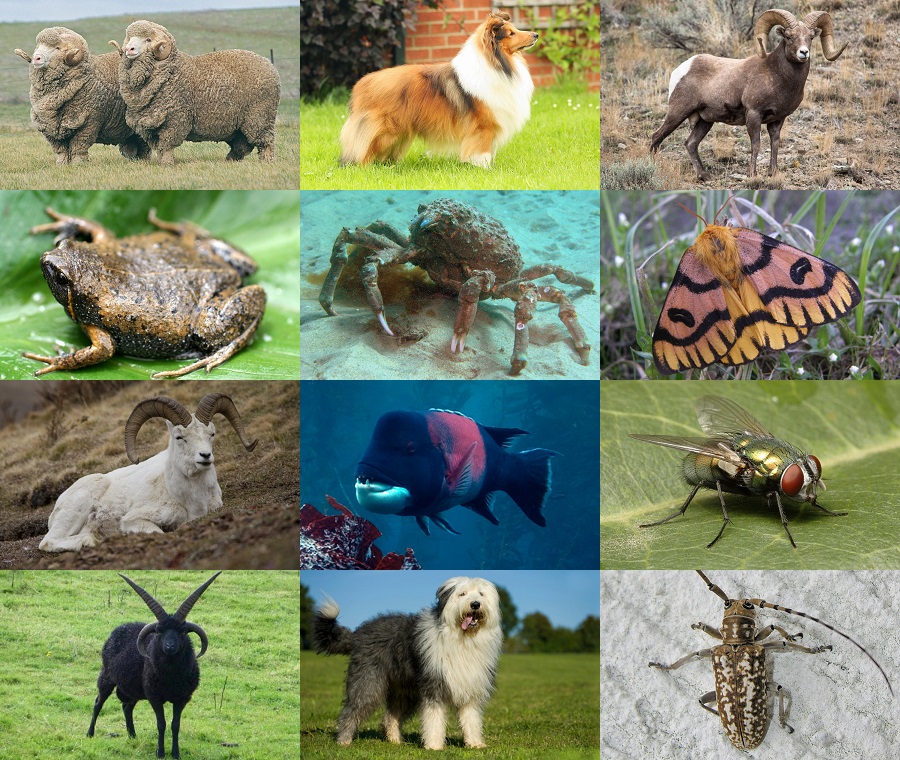 Find the Sheep Animals Quiz - By alvir28