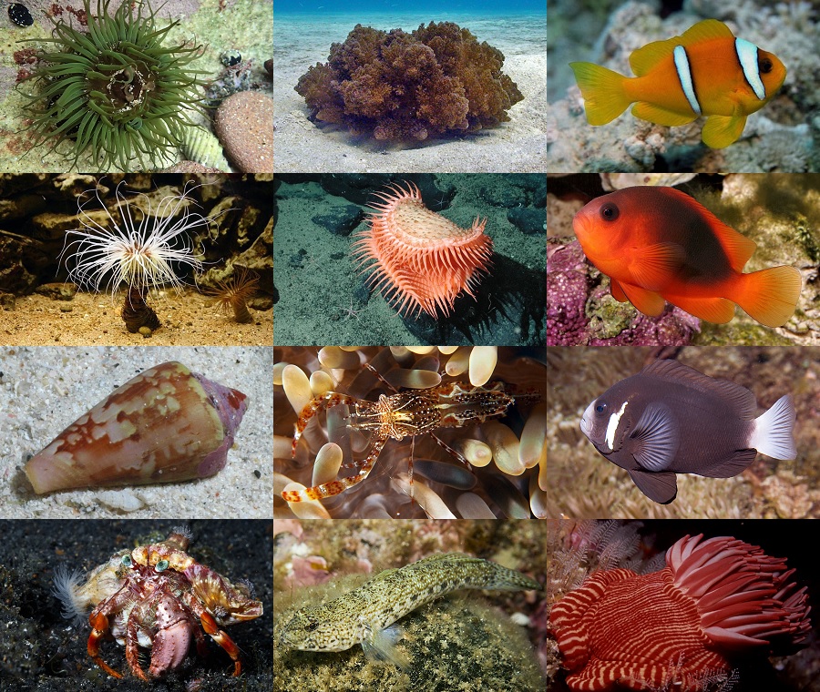 Find the Anemone Animals Quiz - By alvir28