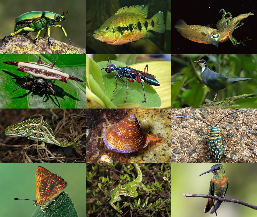 Find the Jewel Animals Quiz - By alvir28