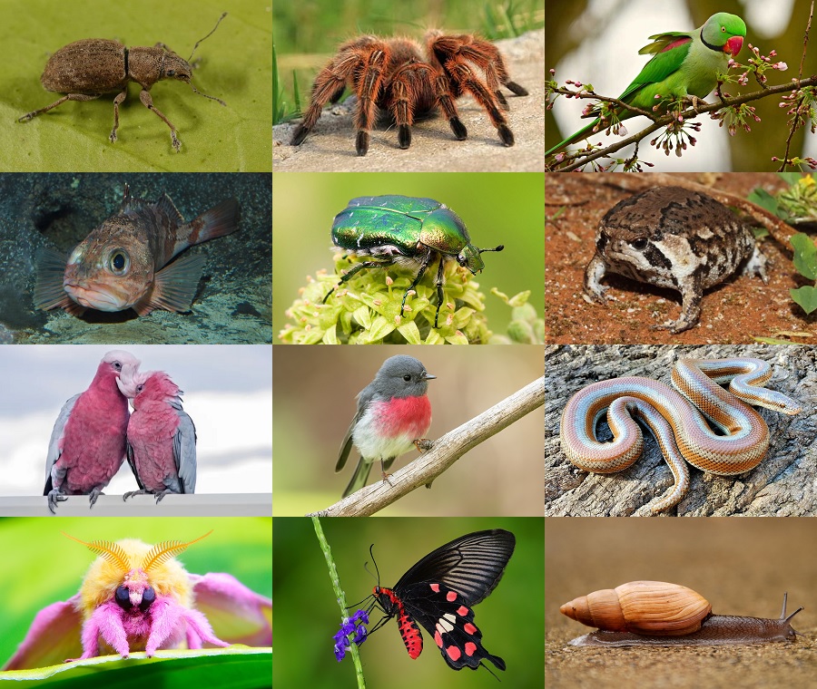 Find the Rose Animals Quiz - By alvir28