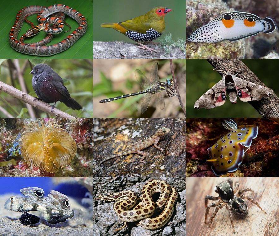 Find the Twin Animals Quiz - By alvir28