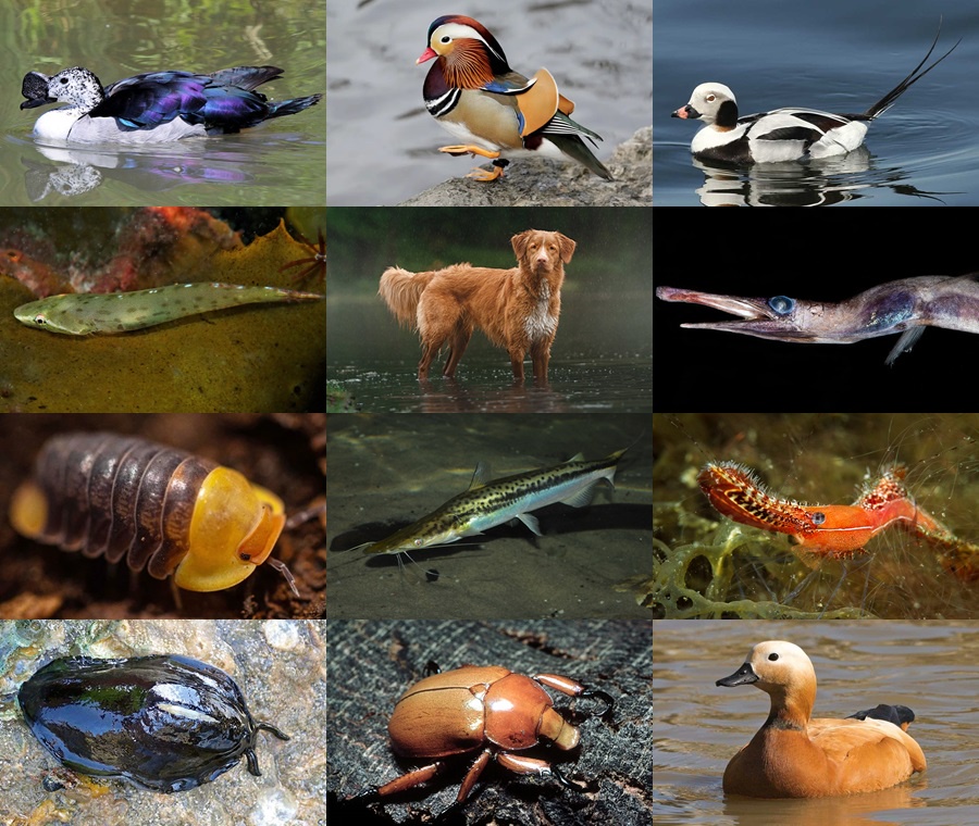 Find the Duck Animals II Quiz - By alvir28