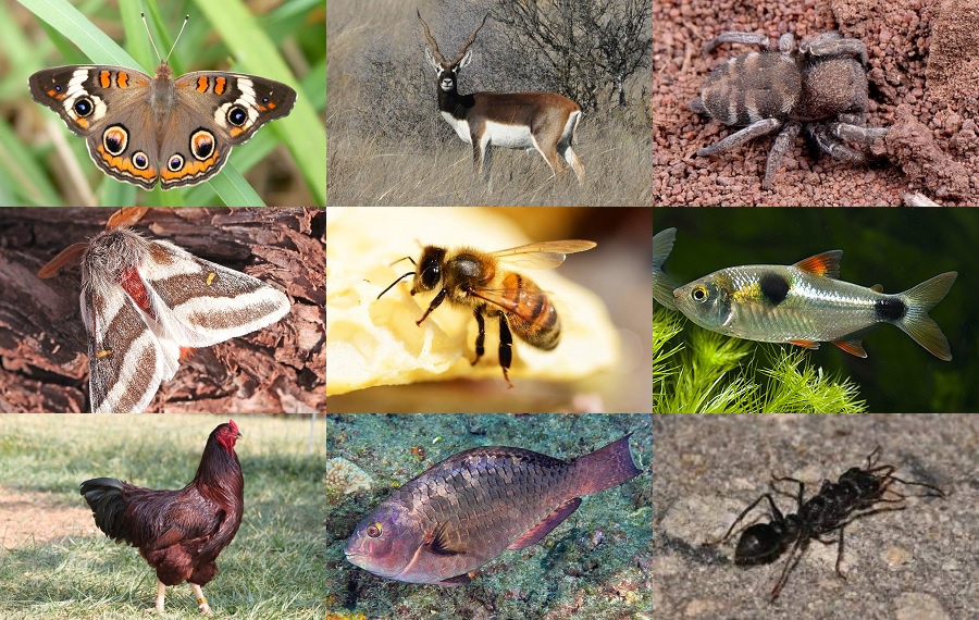Find the Buck Animals Quiz - By alvir28