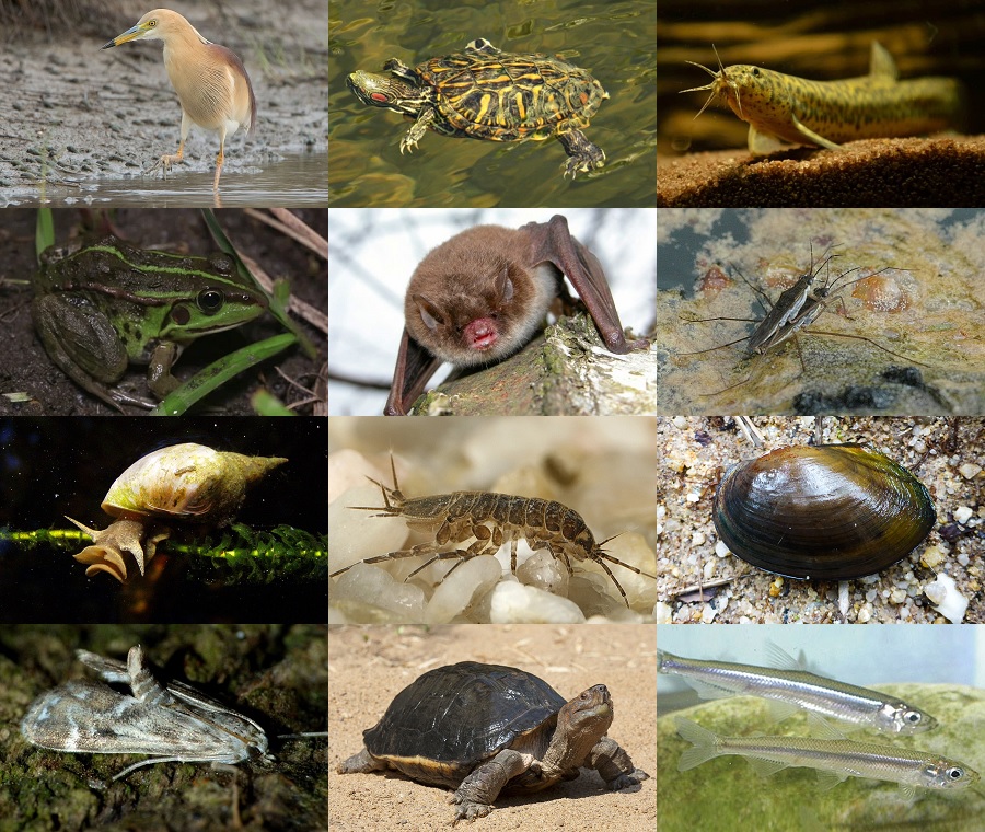 Find the Pond Animals Quiz - By alvir28
