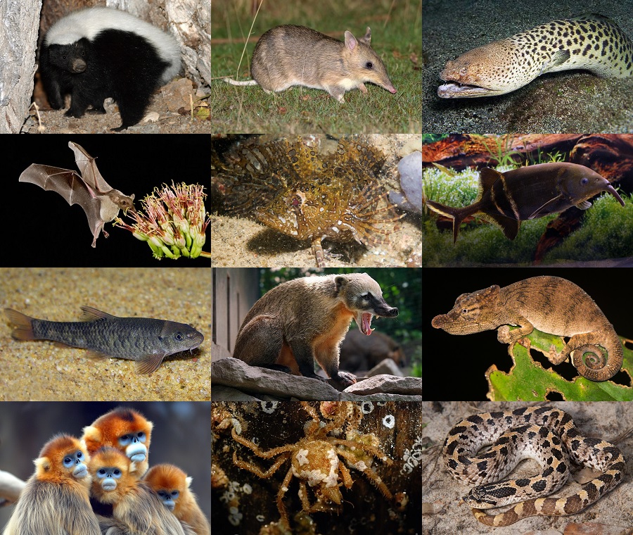 Find the Nose Animals II Quiz - By alvir28