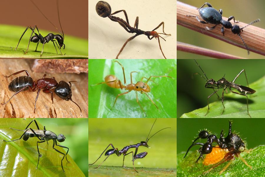 Ain't it an Ant? Quiz - By Scuadrado
