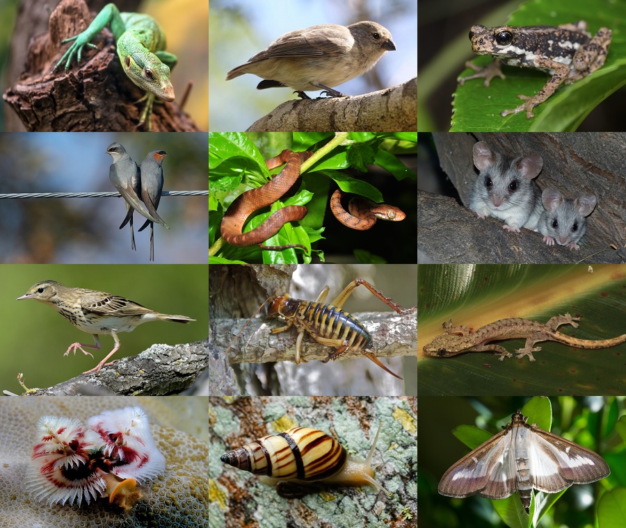 Find the Tree Animals II Quiz - By alvir28