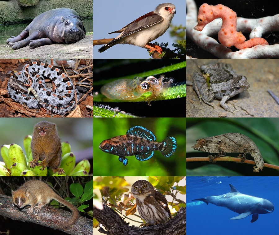Find the Pygmy Animals Quiz - By alvir28
