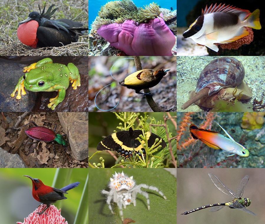 Find the Magnificent Animals Quiz - By alvir28