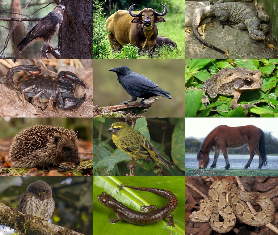 Find the Forest Animals II Quiz - By alvir28