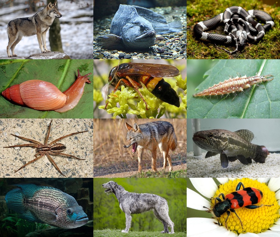Find the Wolf Animals II Quiz - By alvir28