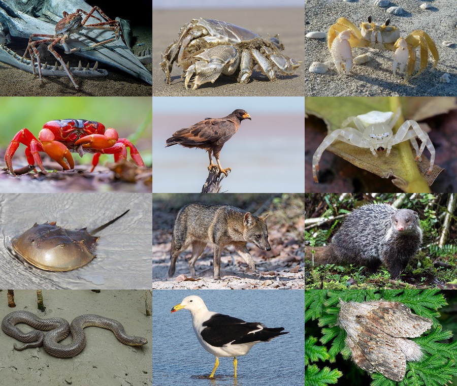 Find the Crab Animals II Quiz - By alvir28