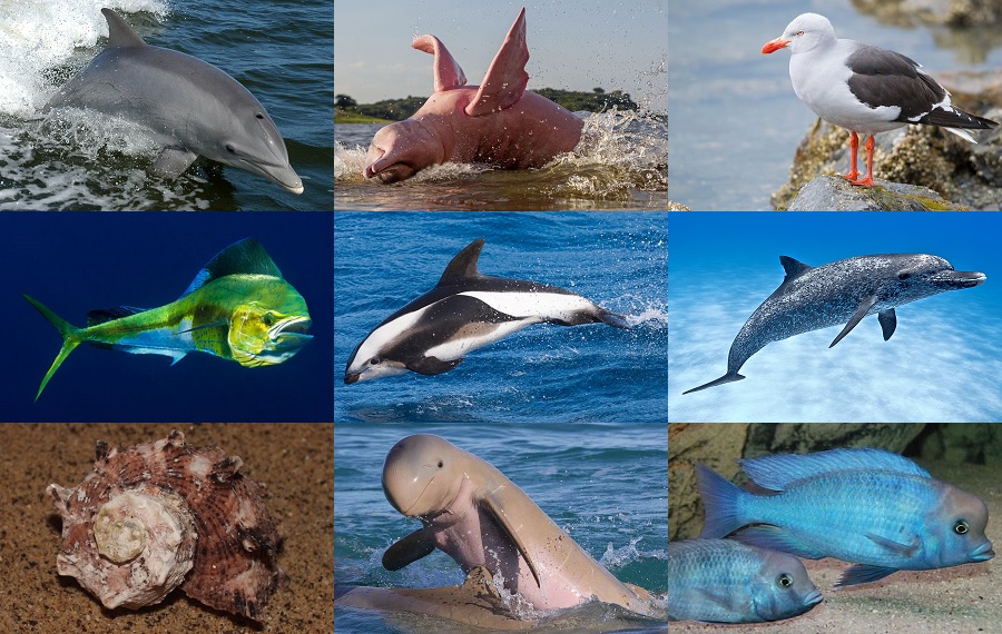 Find the Dolphin Animals Quiz - By alvir28