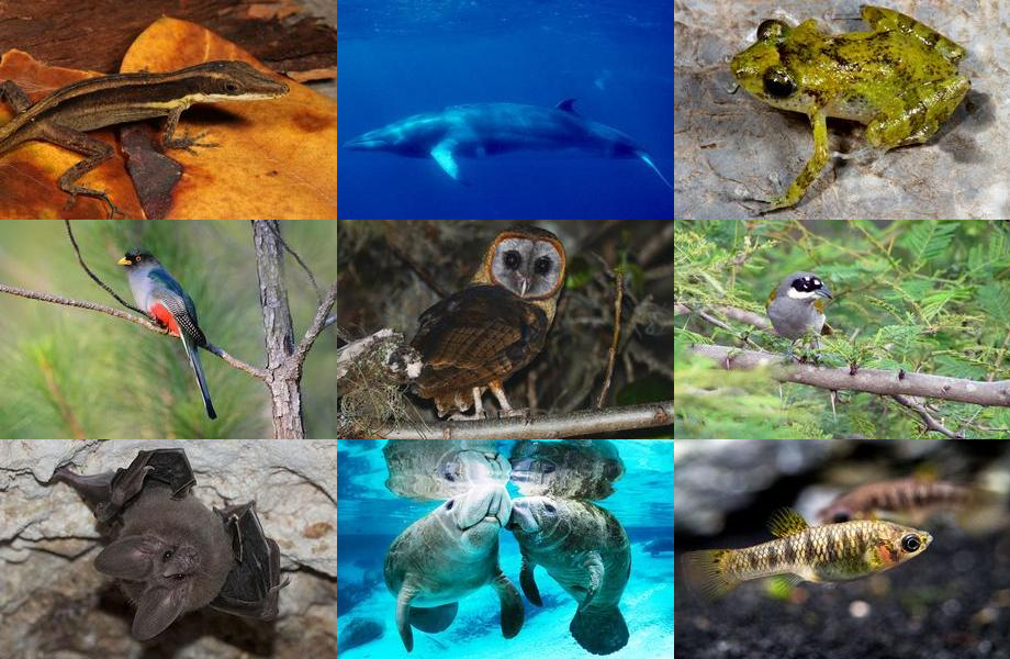 Haiti's Native Animals Quiz By Exodiafinder687