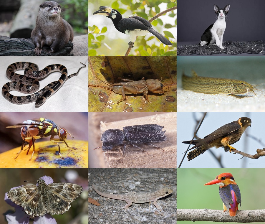 Find the Orient Animals II Quiz - By alvir28