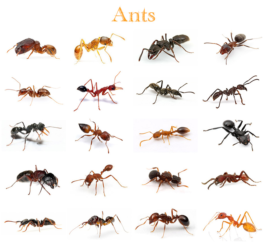 Animals - Ants Quiz - By kfastic