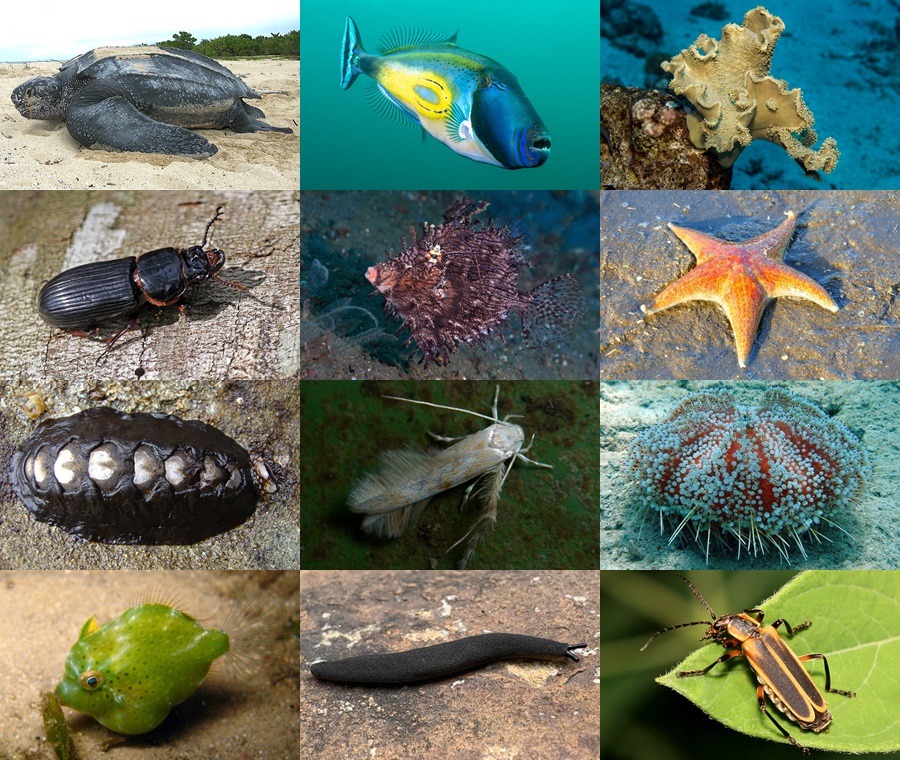 Find the Leather Animals Quiz - By alvir28