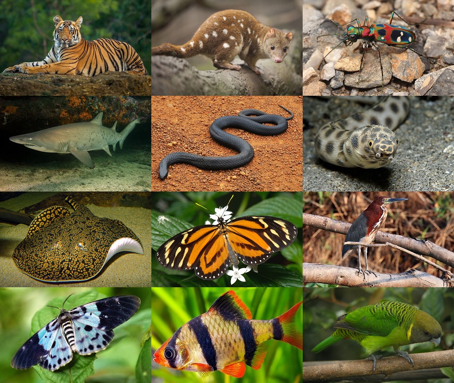 Find the Tiger Animals II Quiz - By alvir28