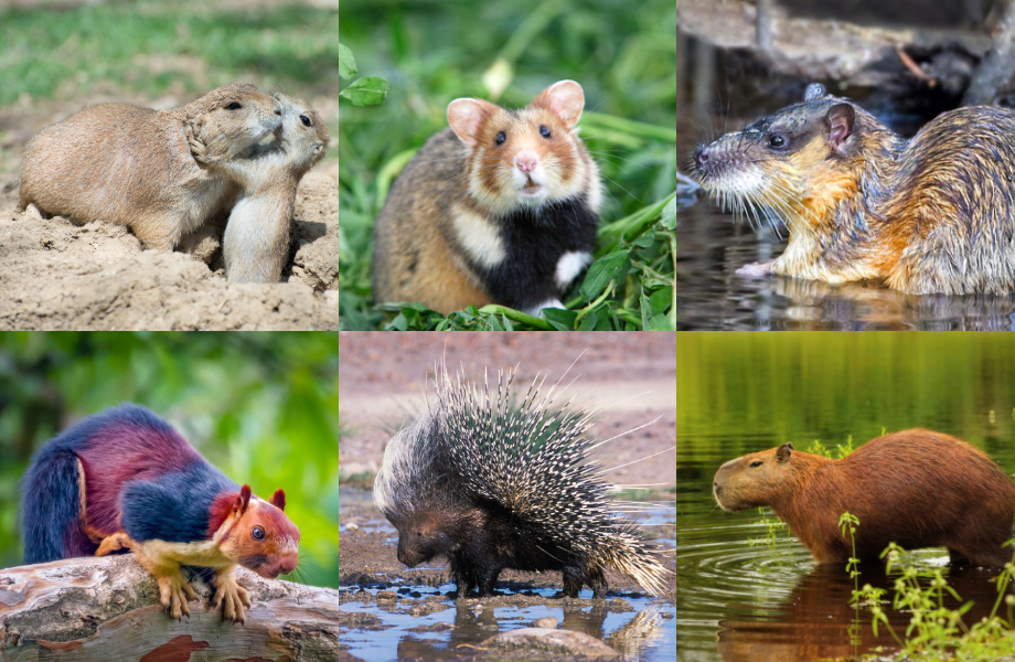 Rodent Country Rodent by Continent Quiz - By nibperrychub