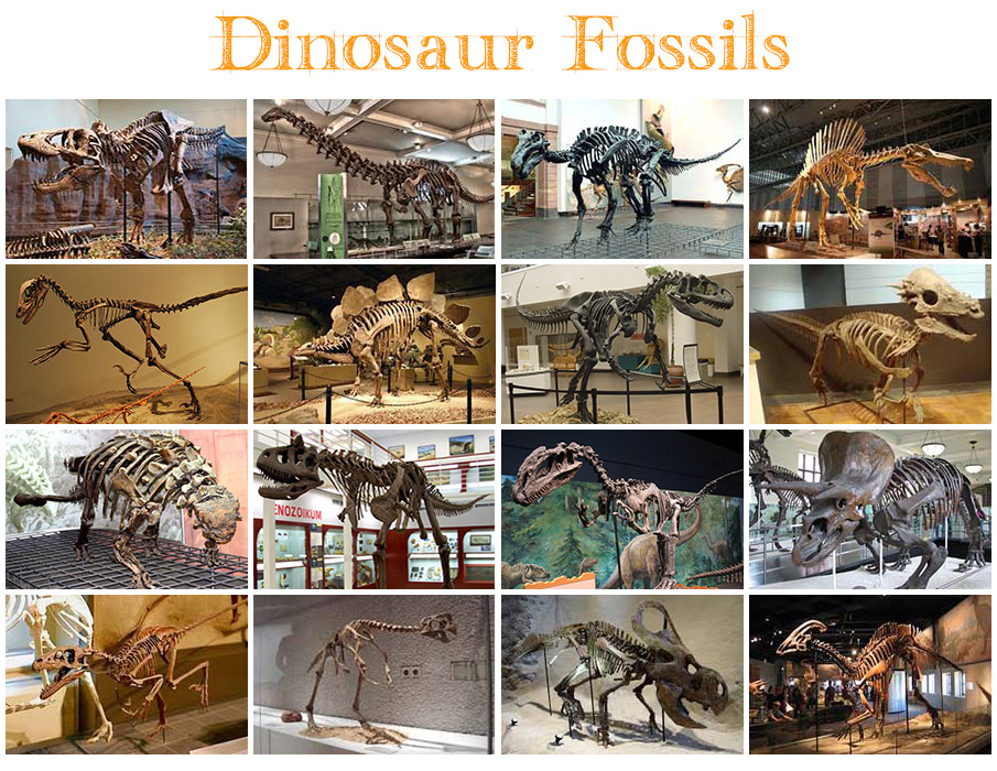 Dinosaur Fossils Quiz By kfastic