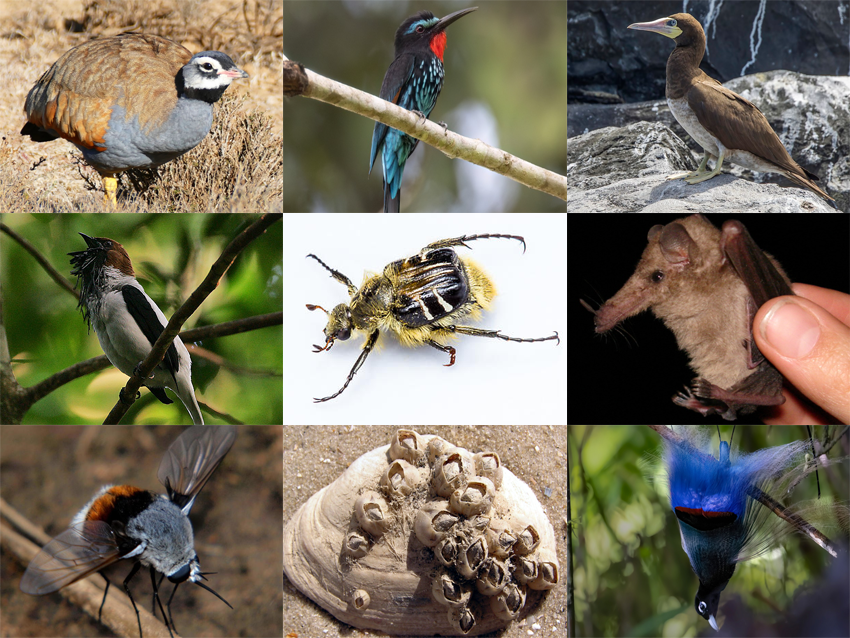 Buttle Animals Find the 'BB' Animals II Quiz - By DragMoogle