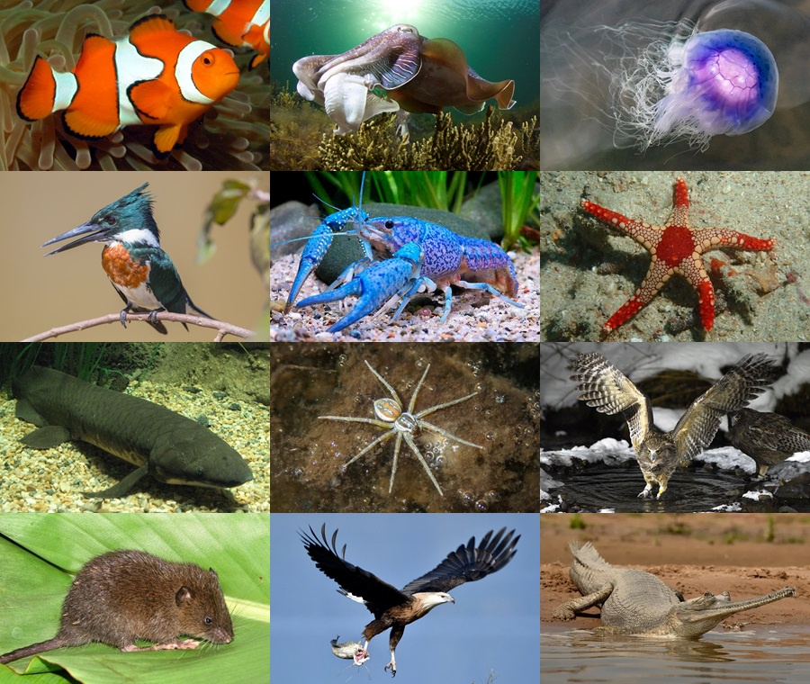Find the Fish Animals II Quiz - By alvir28