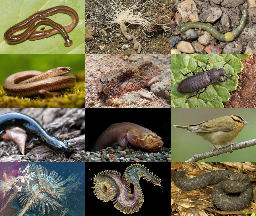 Find the Worm Animals II Quiz - By alvir28