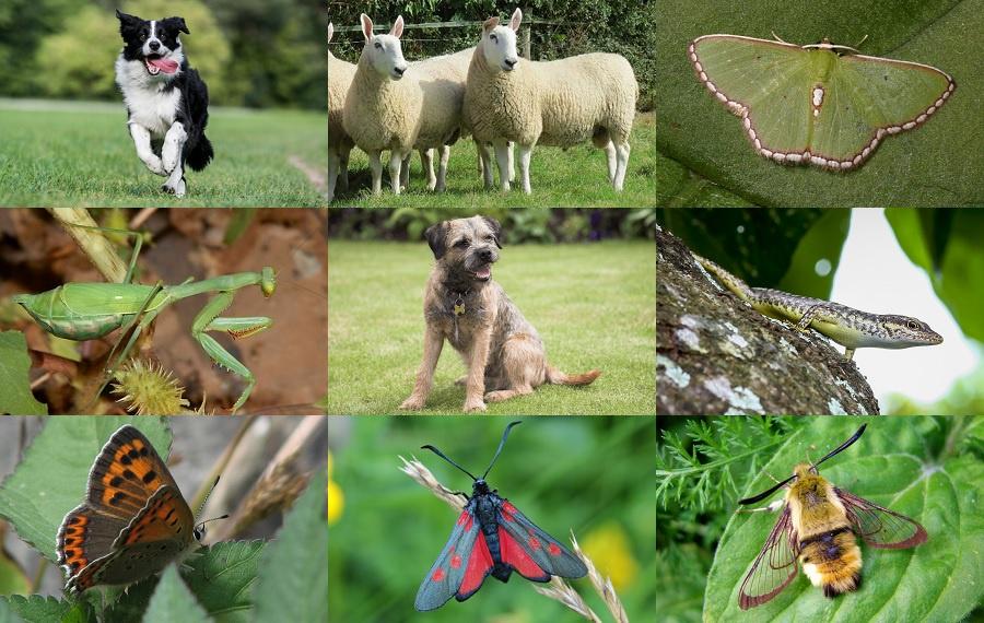 Find the Border Animals Quiz - By alvir28