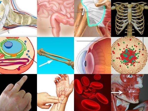 'R' Body Parts Quiz - By Flick
