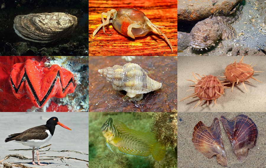 Find the Oyster Animals Quiz By alvir28