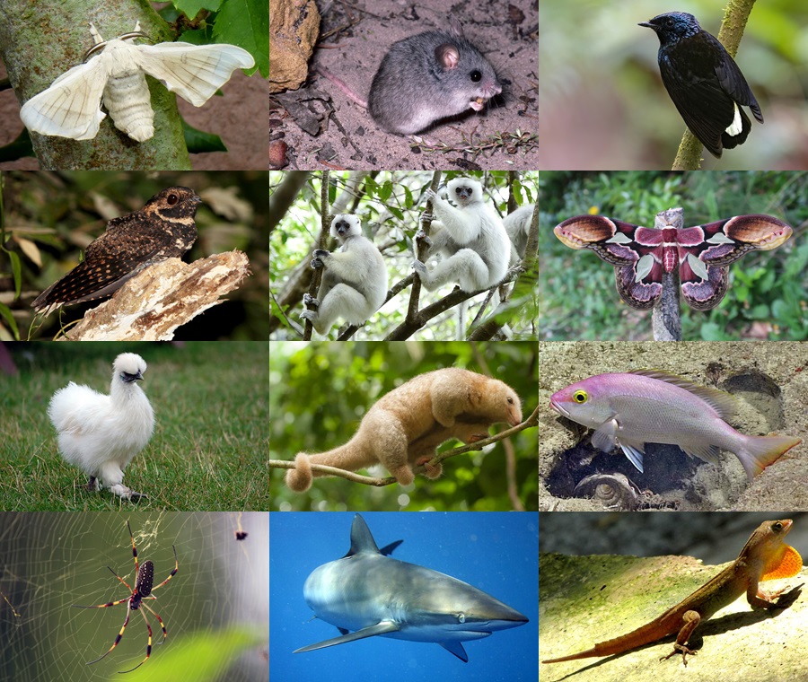 Find the Silk Animals Quiz - By alvir28