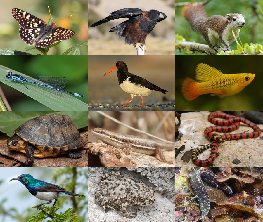 Find the Variable Animals Quiz - By alvir28
