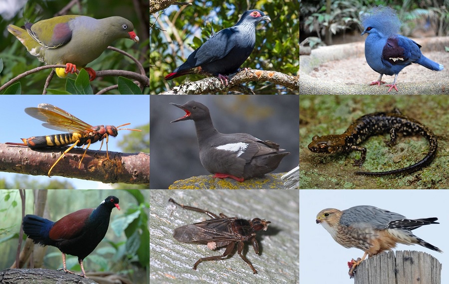 Find the Pigeon Animals Quiz - By alvir28