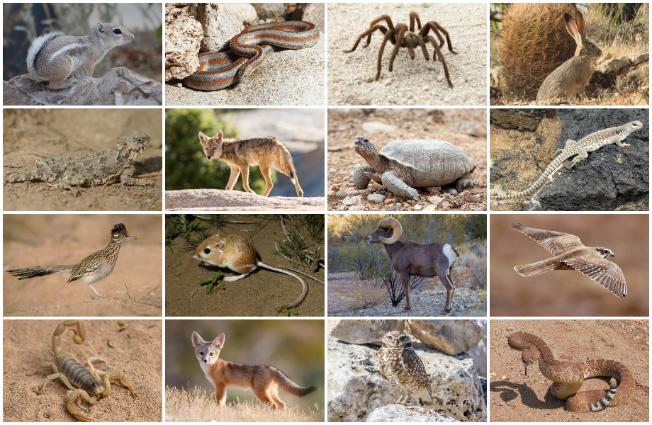 Common Animals In Joshua Tree at Maria blog