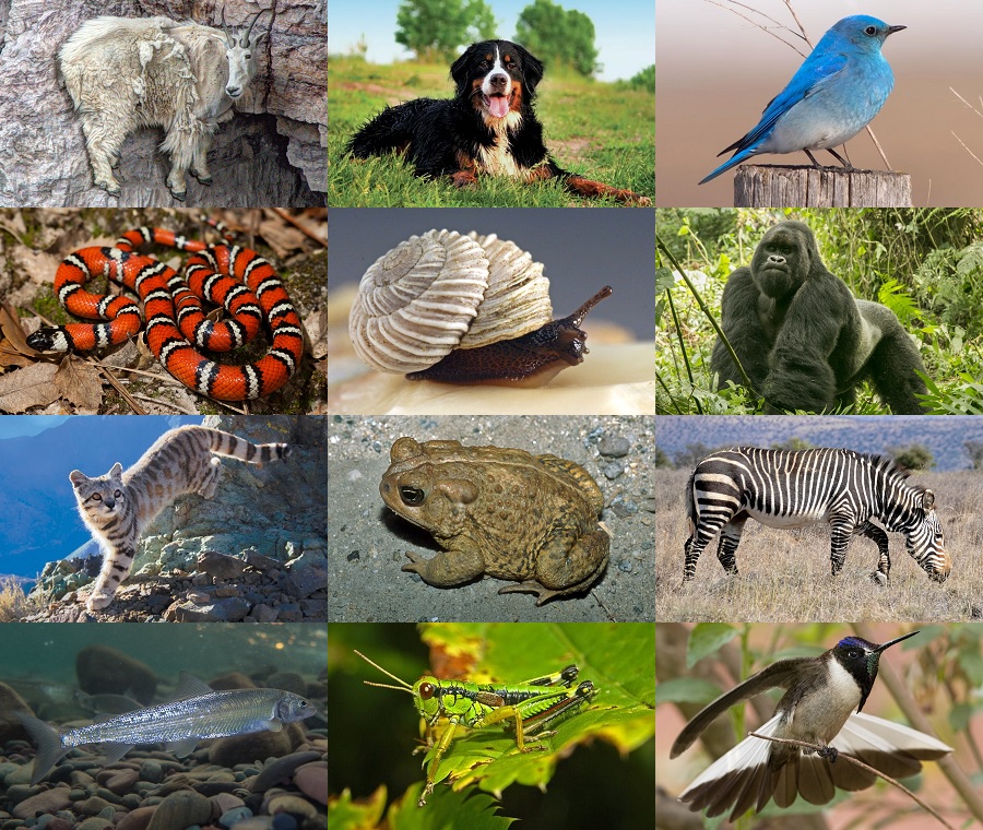 Find the Mountain Animals Quiz - By alvir28