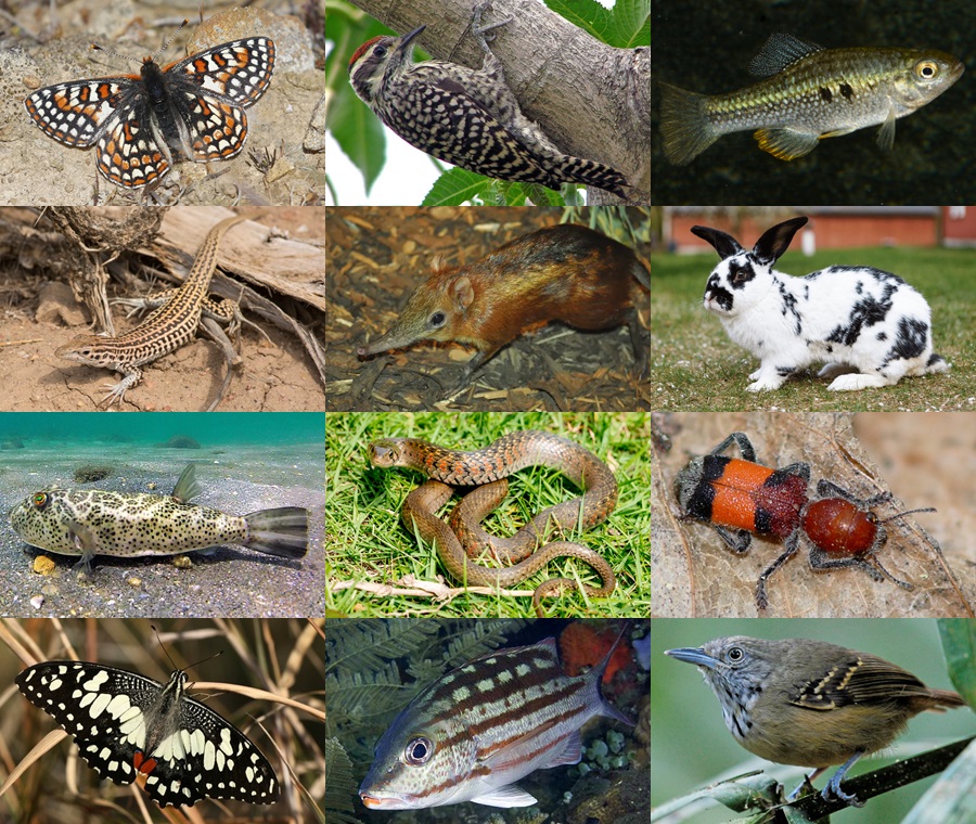 Find the Checker Animals Quiz - By alvir28
