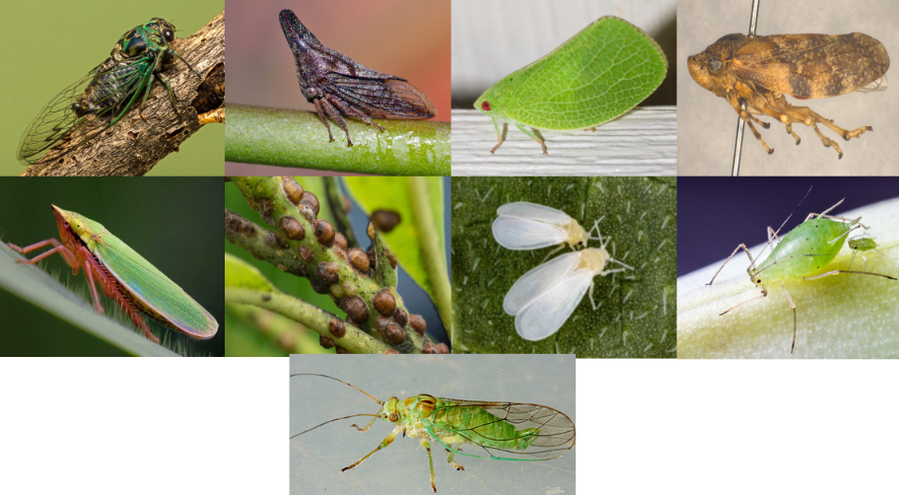 Identify that Homoptera Family! Quiz - By Erin-Van-Rooyen