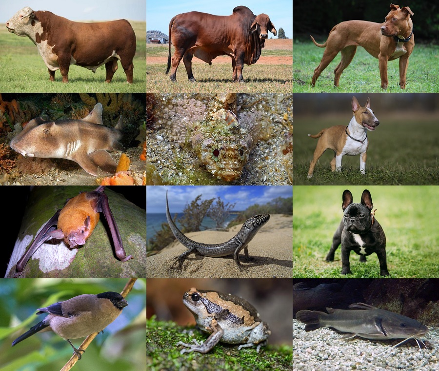 Find the Bull Animals II Quiz - By alvir28