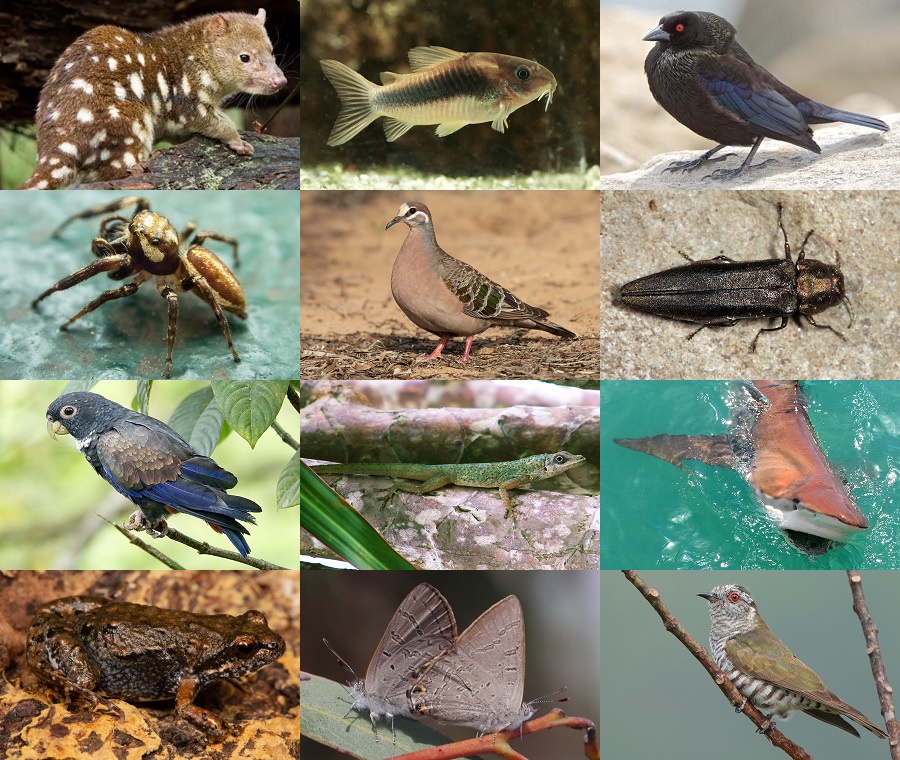 Find the Bronze Animals Quiz - By alvir28