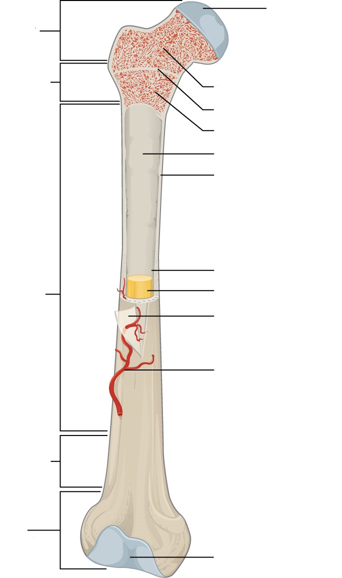 Bone Structure Quiz By TomNelson1805