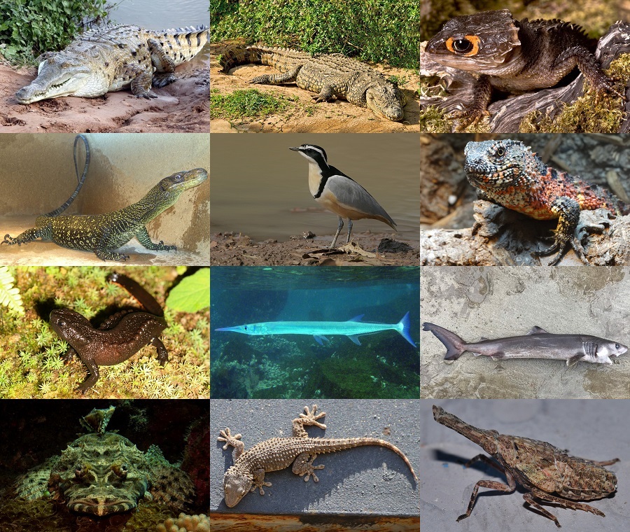 Find the Crocodile Animals Quiz - By alvir28