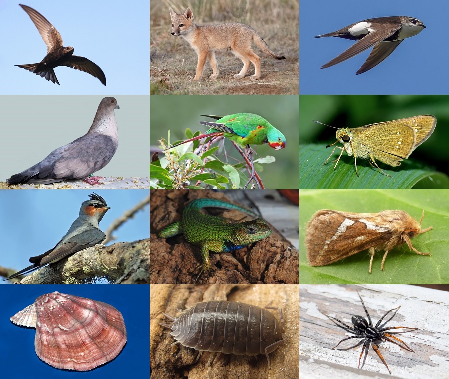 Find the Swift Animals Quiz - By alvir28