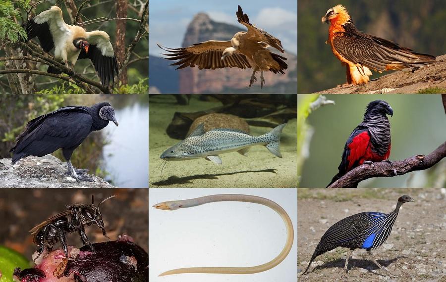 Find the Vulture Animals Quiz - By alvir28