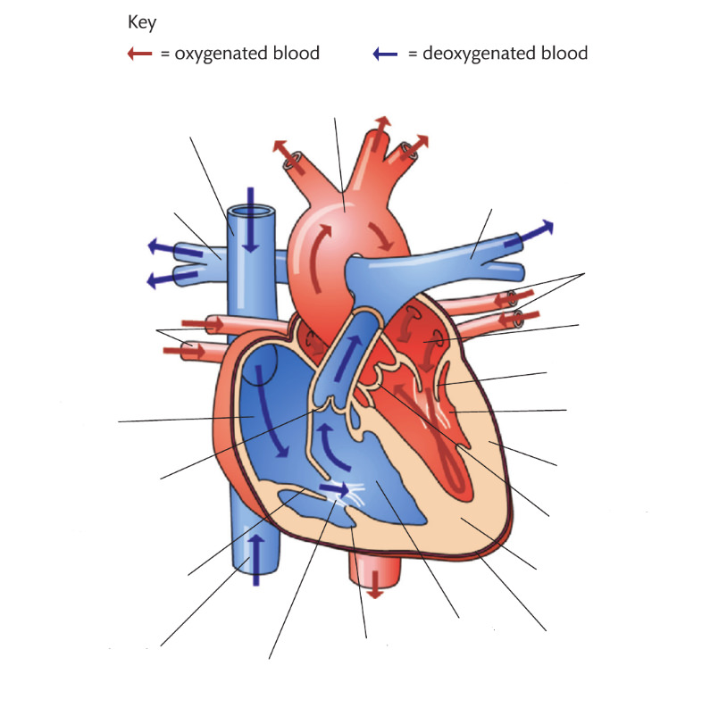 BTEC Sport Level 3 Heart Click Quiz By edchapman86 BTEC Sport Level 3 Heart Click Quiz By edchapman86