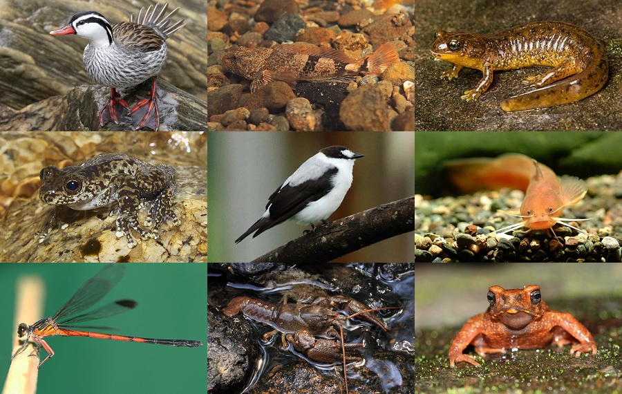 Find the Torrent Animals Quiz - By alvir28