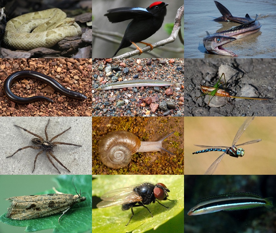 Find the Lance Animals Quiz - By alvir28